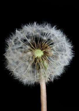 Blow ball dandelion macro
