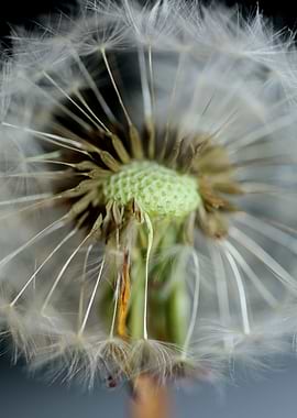 Dandelion blow ball macro