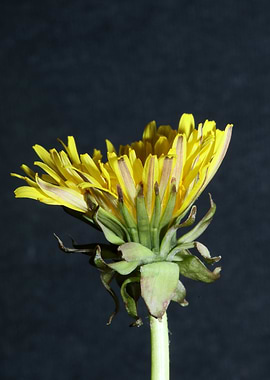 Taraxacum officinale macro