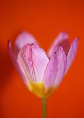Crocus flower close up