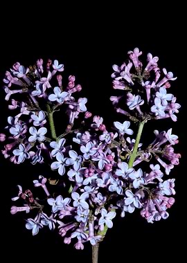 Syringa vulgaris blossom