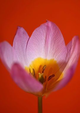 Crocus vernus blossoming