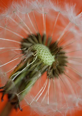 Dandelion blow ball macro
