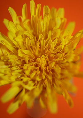 Taraxacum yellow flower