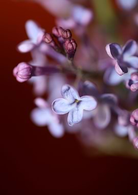 Syringa vulgaris oleaceae