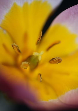 Crocus vernus flower macro