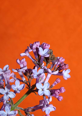 Purple syringa blossoming