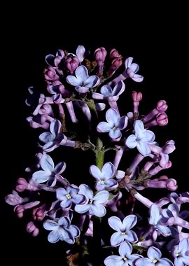 Syringa vulgaris blossom