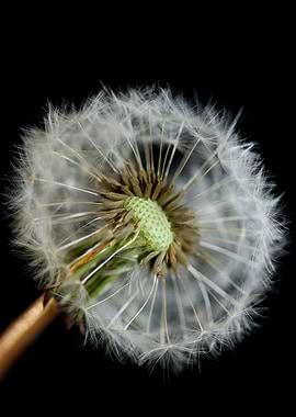 Blow ball dandelion macro