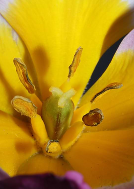 Crocus vernus blossoming