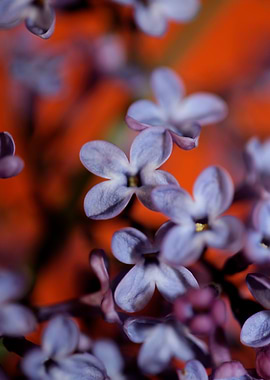 Syringa vulgaris close up