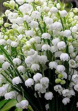 Muguet