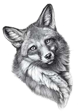 fox portrait G21 006