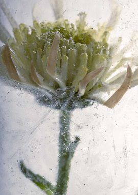 Yellow chrysanthemum 3