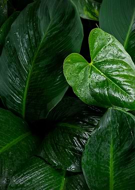 plant leaves 6