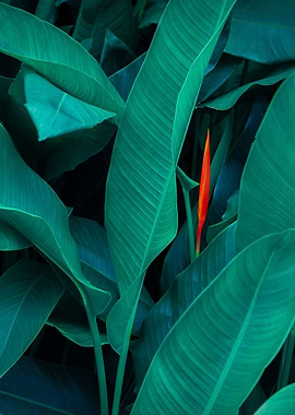 plant leaves 7