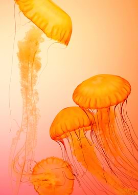 Colorful Jellyfish