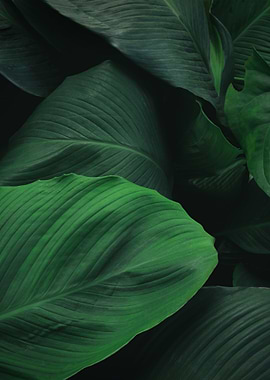 plant leaves 5