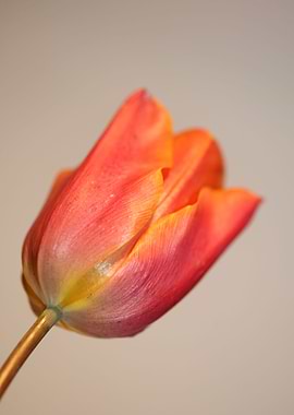 Tulips flowering liliaceae