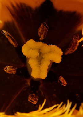 Tulips flower blossoming