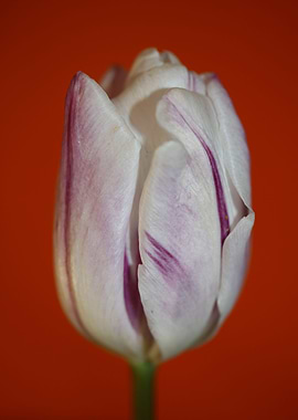 Tulip blossoming liliaceae