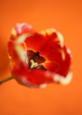 Tulip blossoming liliaceae