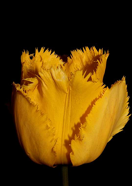 Yellow tulip flower macro