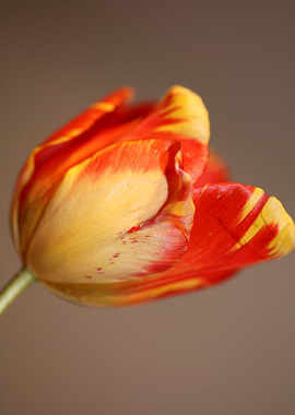 Tulip blossoming close up