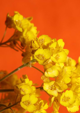Yellow aurinia flowering
