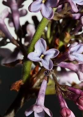 Syringa vulgaris flowering