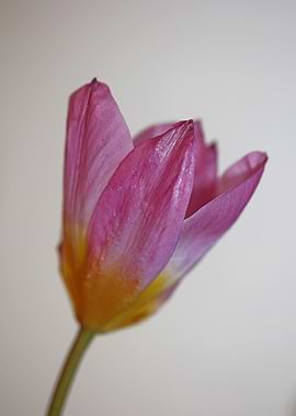 Crocus flower background