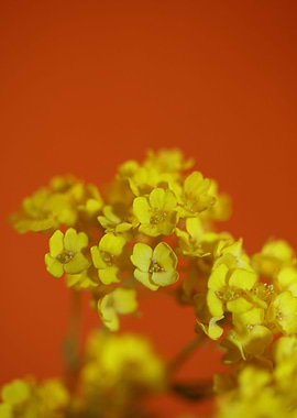 Aurinia saxatilis close up