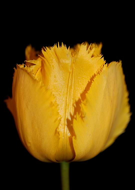 Yellow tulip flower macro