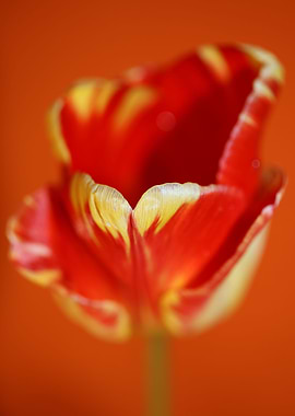 Tulip blossoming liliaceae