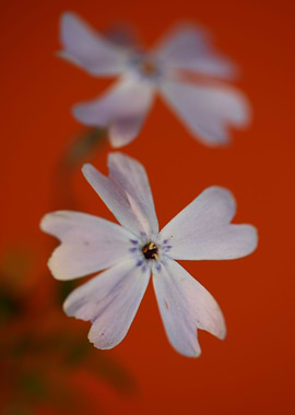 Phlox sabulata blossoming