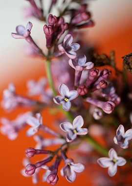 Syringa vulgaris flowering