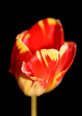 Tulip flower close up