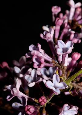 Syringa vulgaris flowering