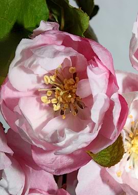 Prunus flower blossoming