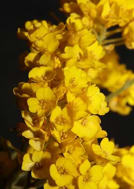 Aurinia flowering blossom