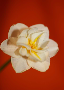 White narcissus flowering