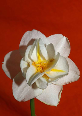 White narcissus flowering