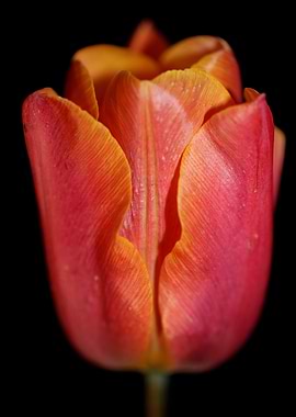 Tulip flower close up
