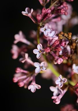 Syringa vulgaris flowering