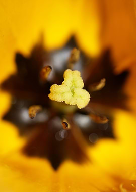 Tulips flower blossoming