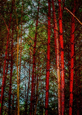 Trees on the woods