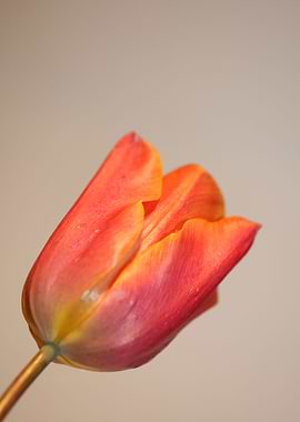 Tulips flowering liliaceae