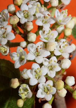 Viburnum tinus flowering