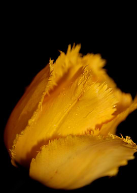 Yellow tulip flower macro