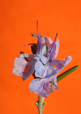 Rosemary flower blossoming